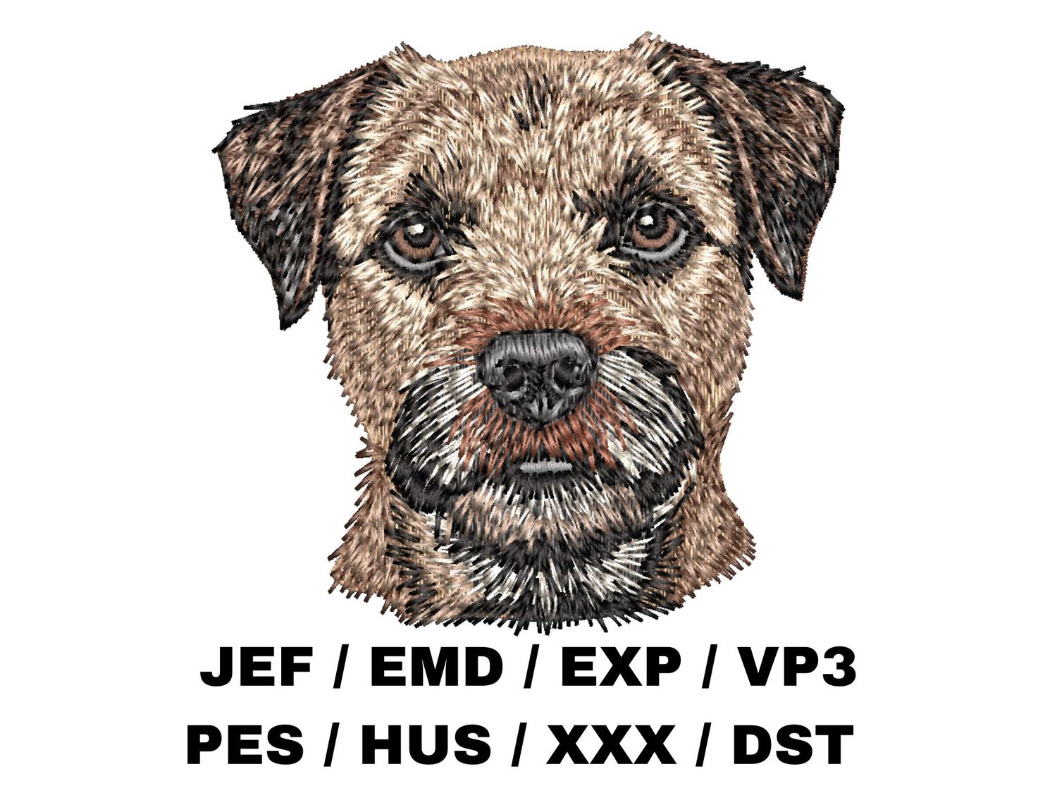 Border Terrier 3