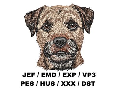 Border Terrier 3