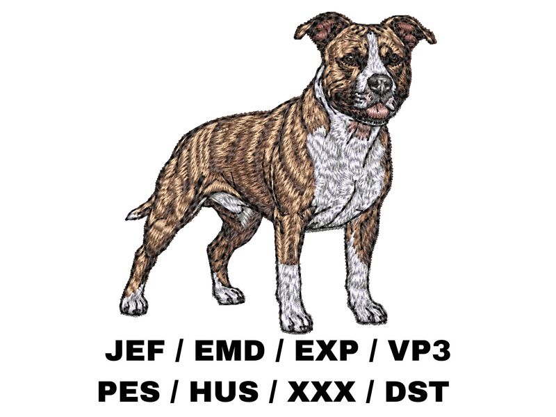 American Staffordshire Terrier 3 - Full Body