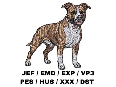 American Staffordshire Terrier 3 - Full Body