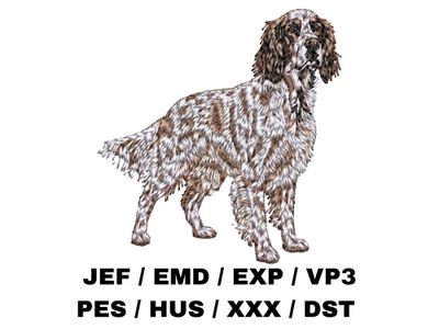 English Setter 3 - Full Body