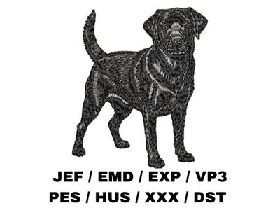 Labrador Retriever 21 - Full Body