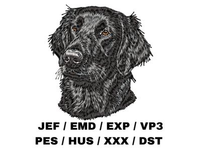 Flat Coated Retriever 2