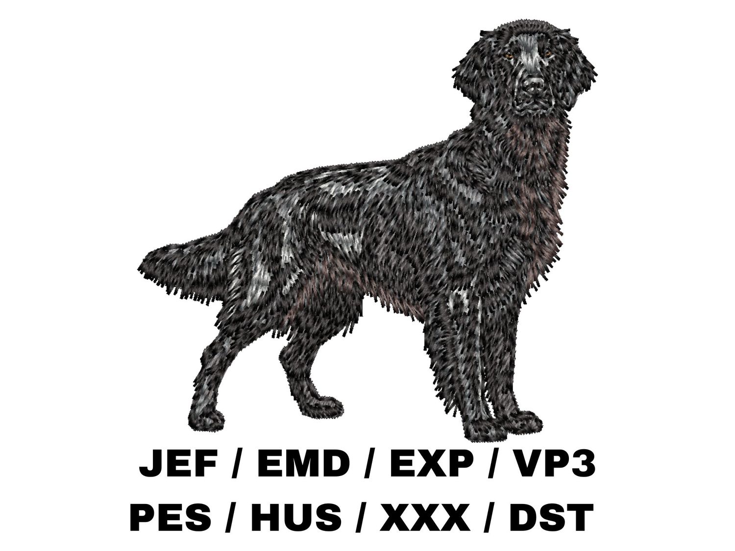 Flat Coated Retriever 3 - Full Body