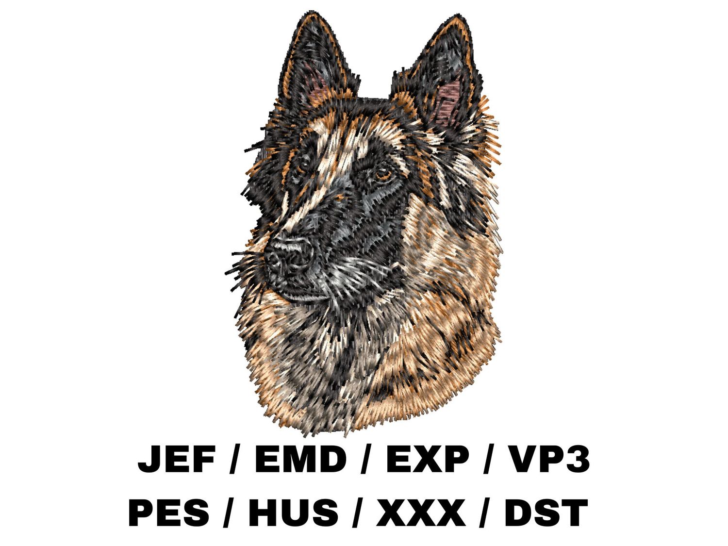 Belgian Tervuren 2