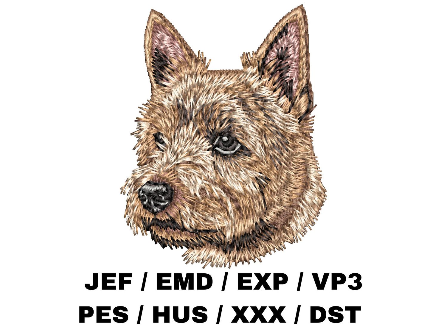 Norwich Terrier 2