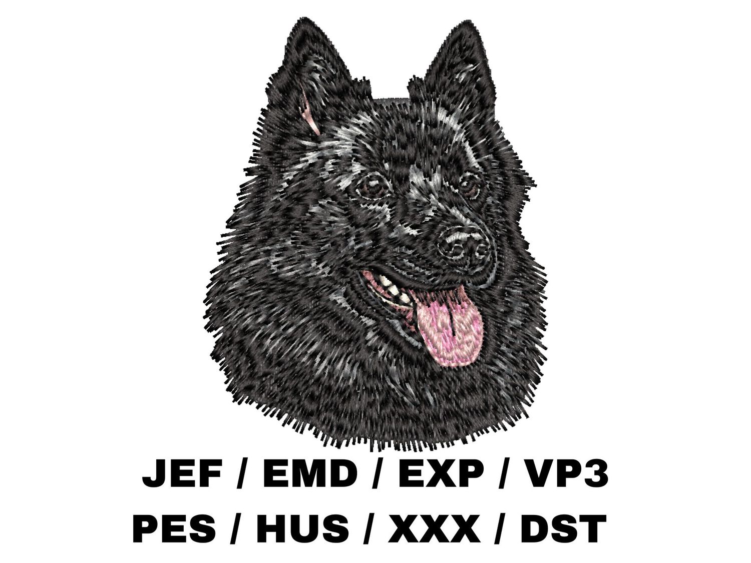 Schipperke 2