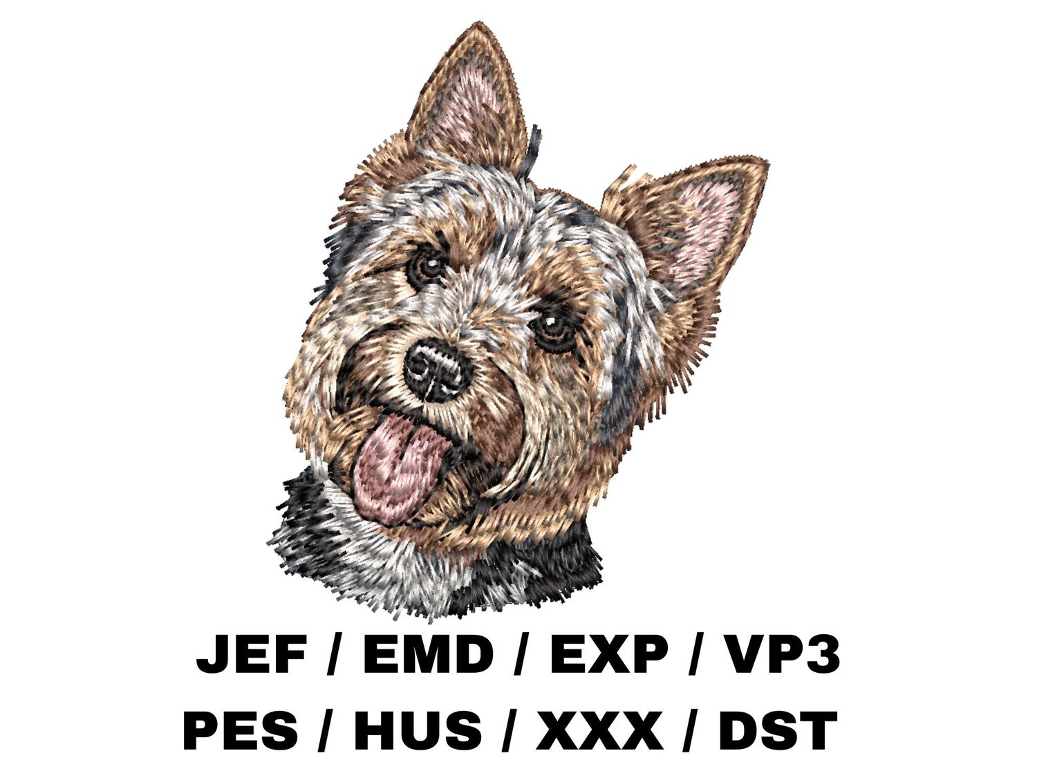 Silky Terrier 2