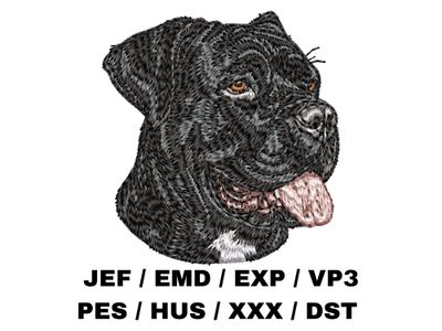 Cane Corso 6
