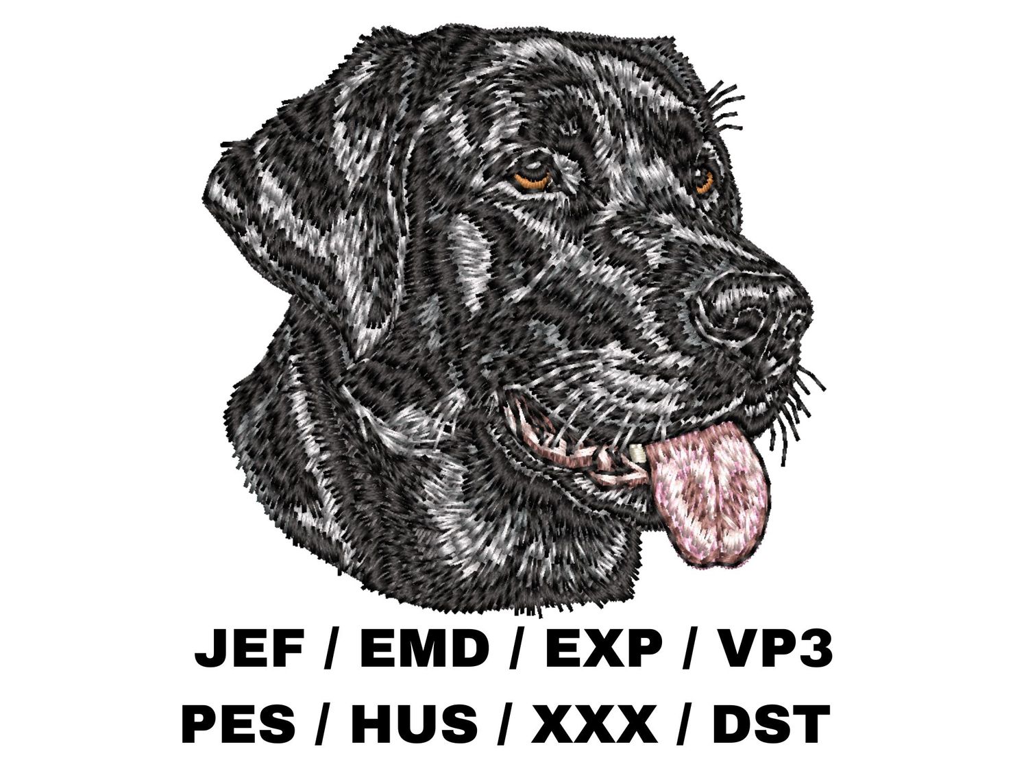 Labrador Retriever 8