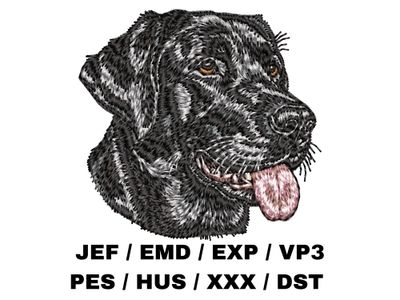Labrador Retriever 8