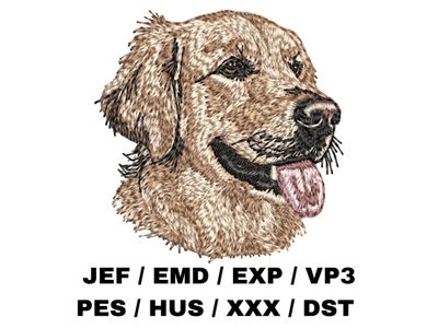 Golden Retriever 11