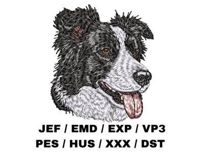 Border Collie 8