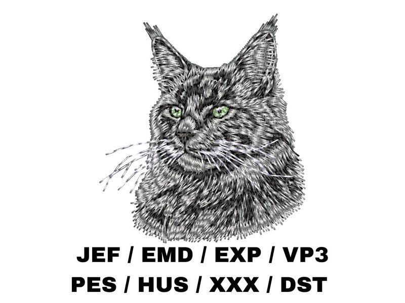 Maine Coon 5
