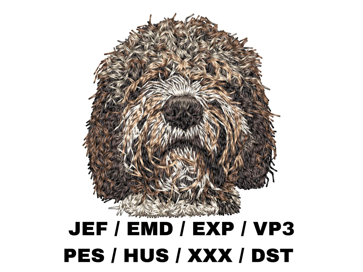 Spanish Water Dog 1