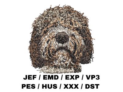 Spanish Water Dog 1