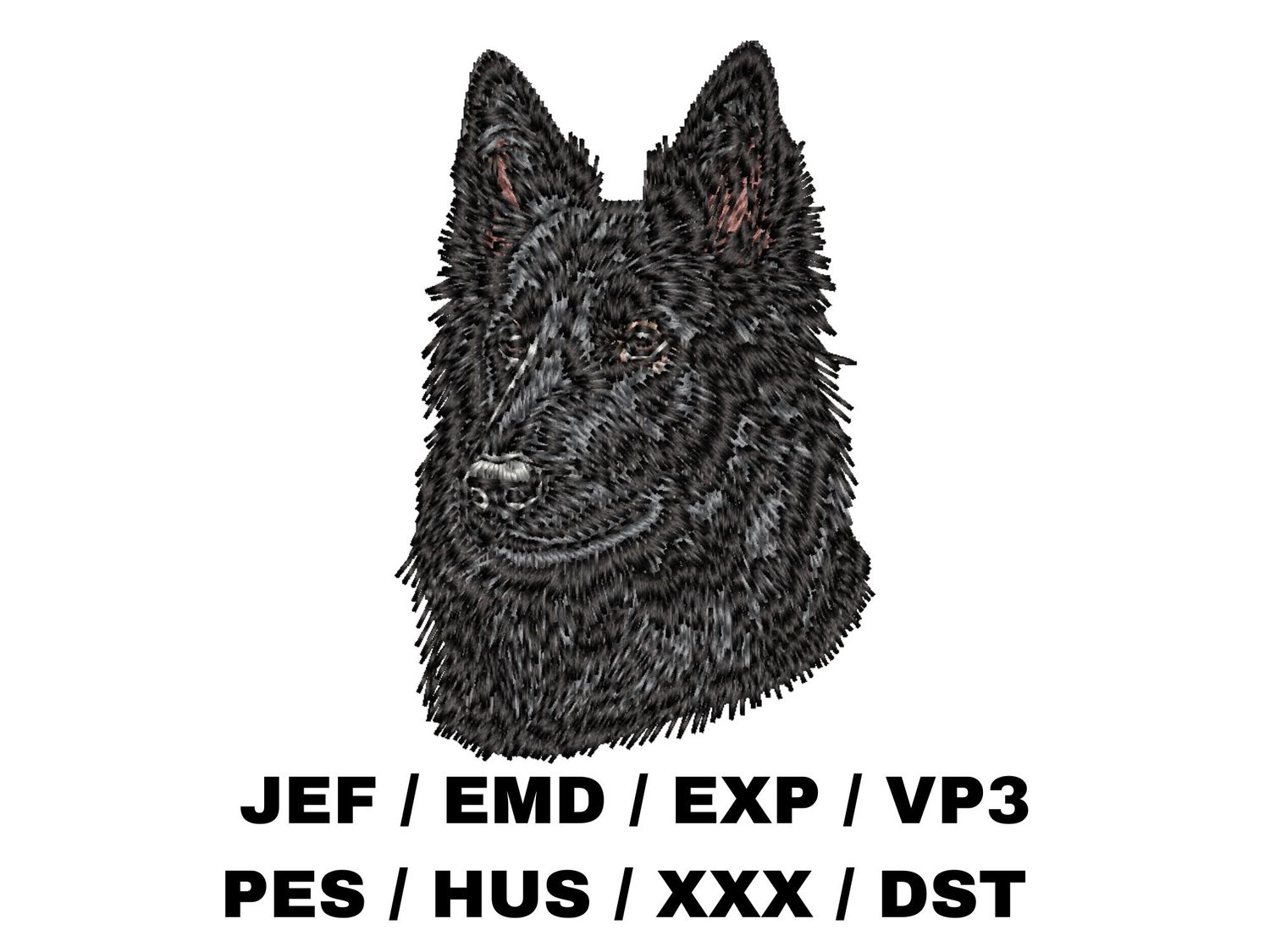 Belgian Sheepdog, Groenendael 2