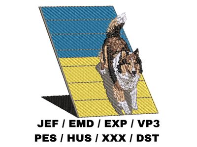 Shetland Sheepdog 15 - Agility