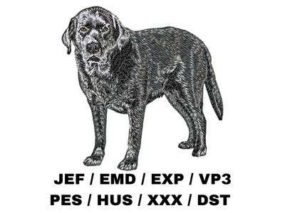 Labrador Retriever 12 - Full Body