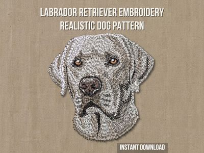 Labrador Retriever 16