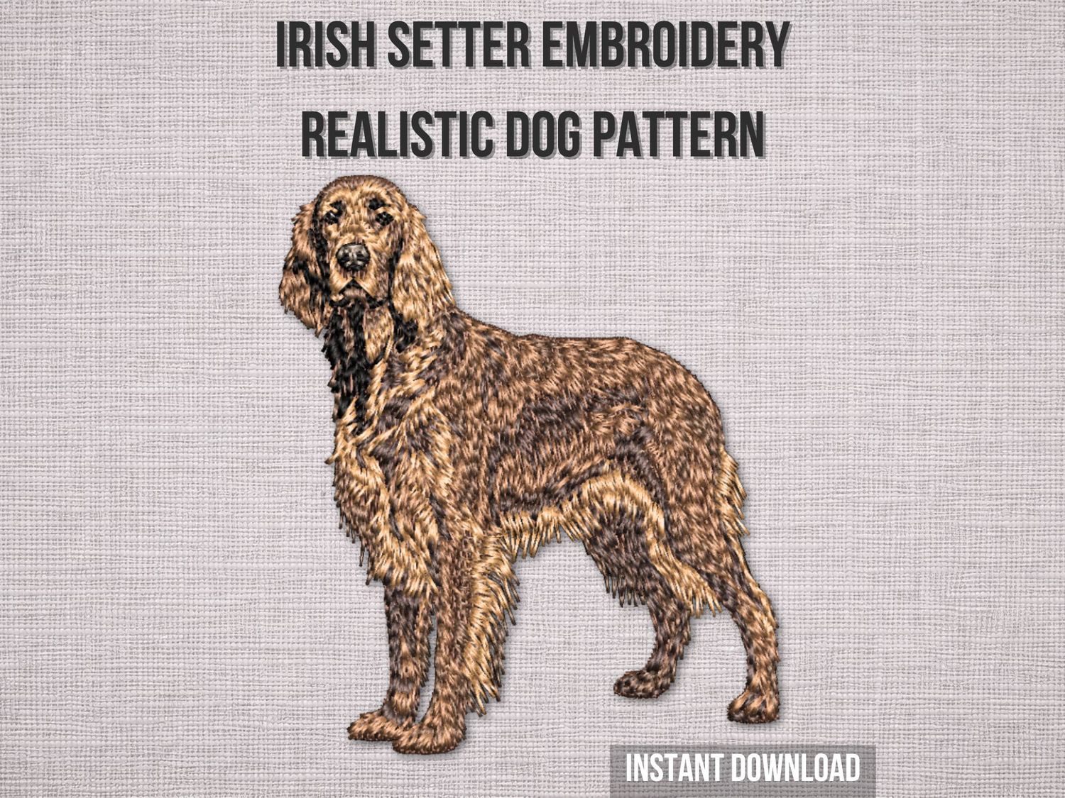 Irish Setter 3 - Full Body