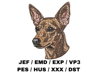 Miniature Pinscher 5