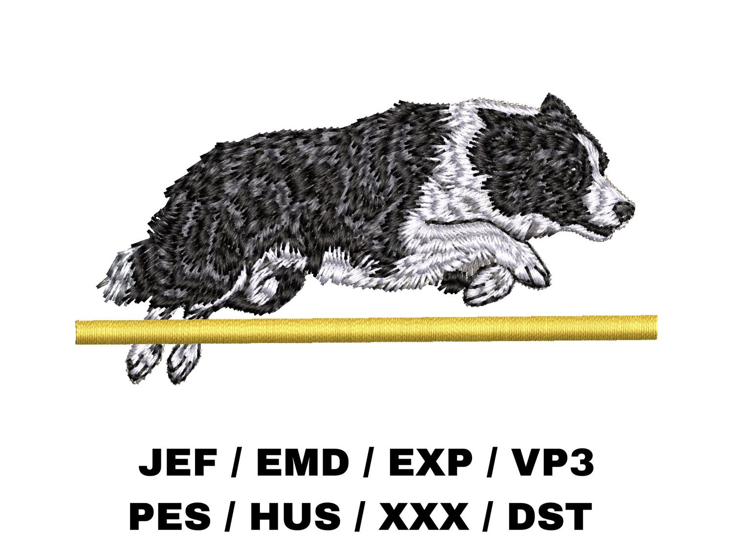 Border Collie 11 - Agility