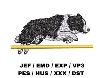 Border Collie 11 - Agility