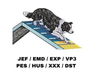 Border Collie 13 - Agility