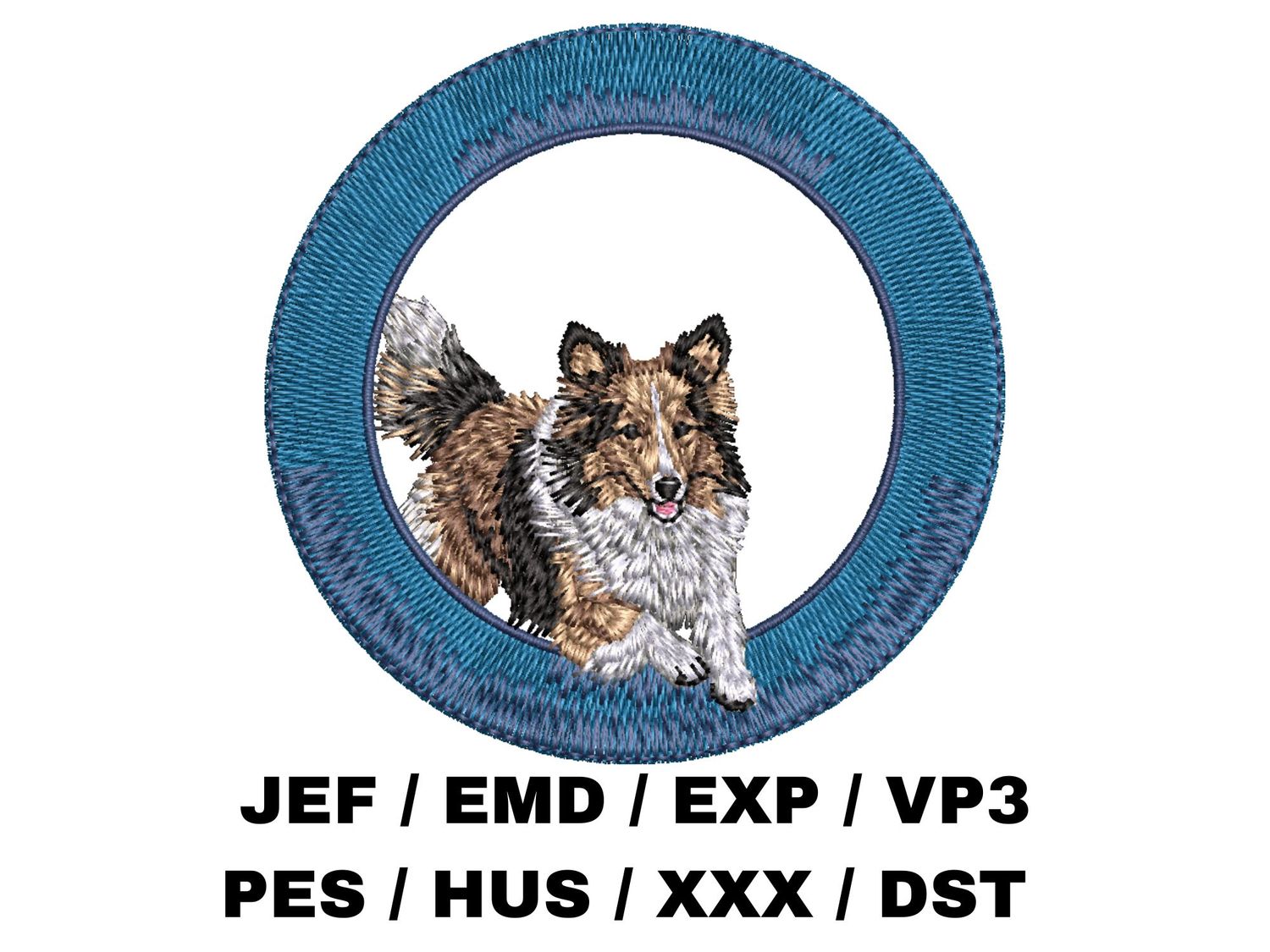 Shetland Sheepdog 11 - Agility