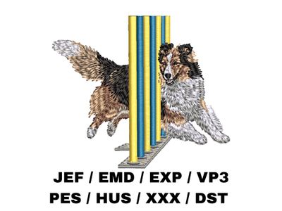 Shetland Sheepdog 13 - Agility