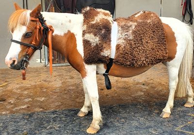 Sheepskin with Elastic Sircingle