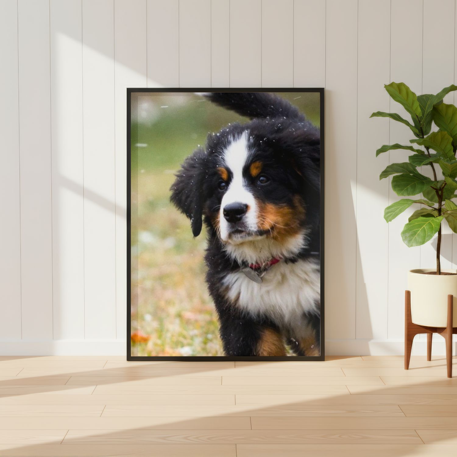 Bernese Mountain Dog