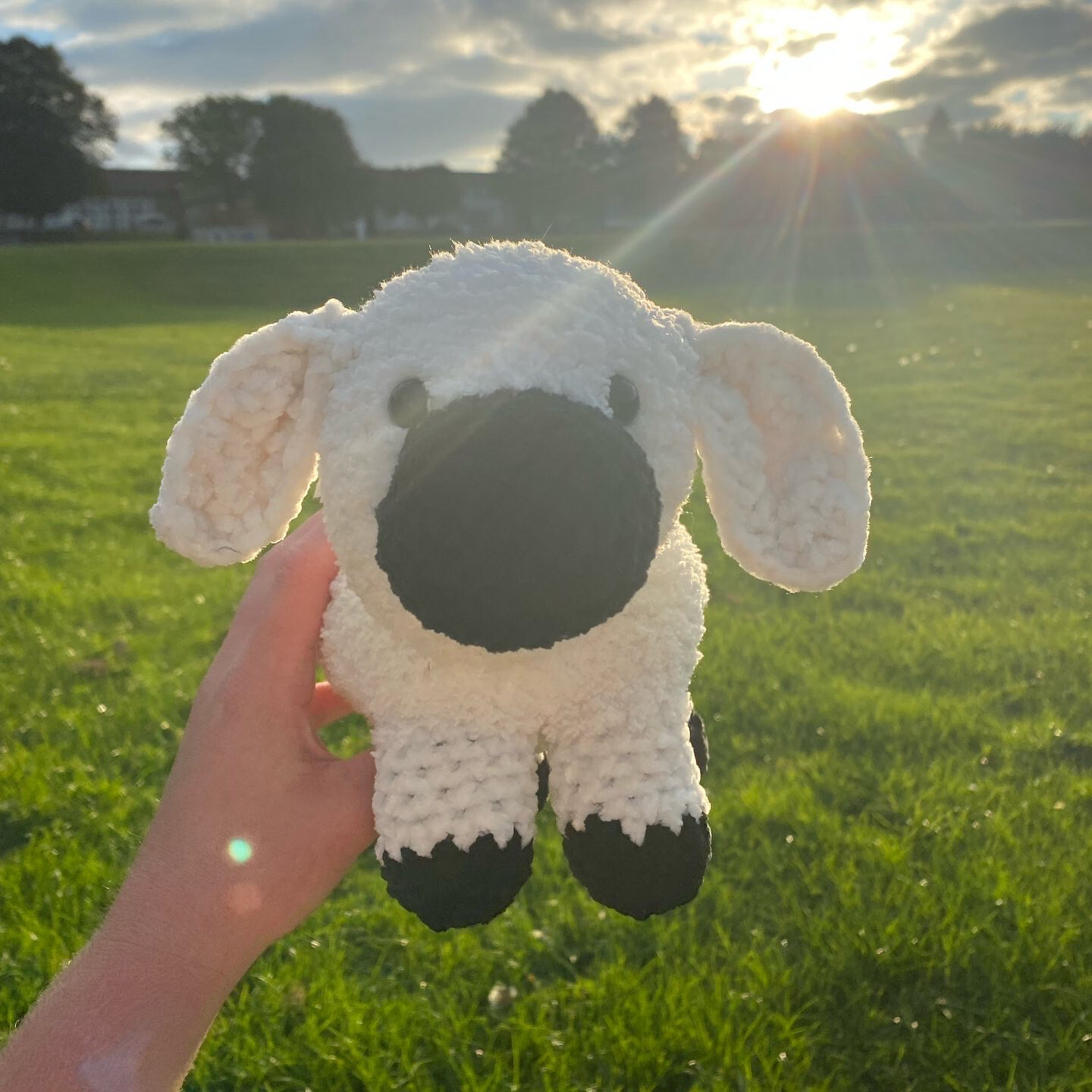 sheep