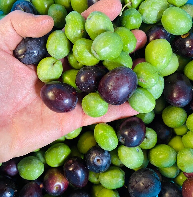 Olio Extra Vergine D&#39;Oliva Biologico 3 L