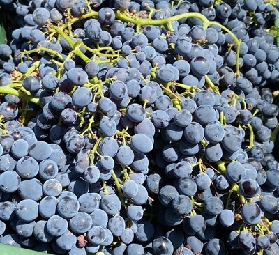 Vino Biologico/ Organic Wine