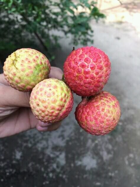 ১শ চায়না 3 লিচু