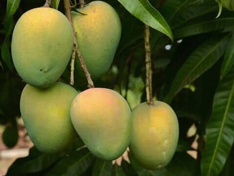 25 kg লখনা আম