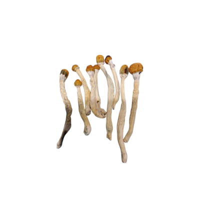 (Psilocybin) Nitro Mushrooms