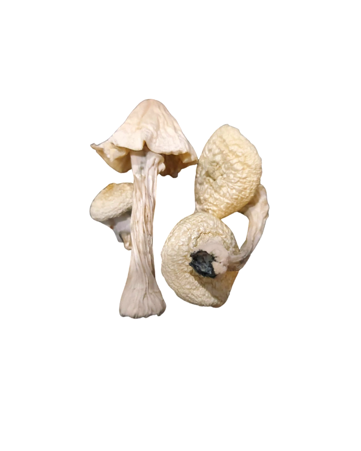 (Psilocybin) True Albino Teacher Mushrooms