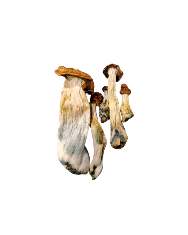 (Psilocybin) Penis Envy Thrasher Mushrooms