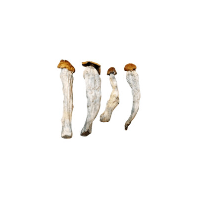 (Psilocybin) Penis Envy Mushrooms