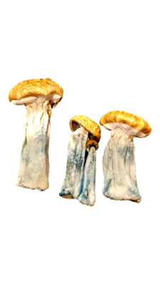 (Psilocybin) Hillbilly Magic Mushrooms