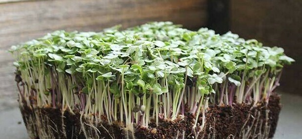 Basic salad mix
