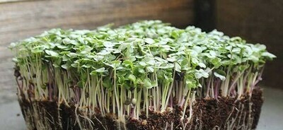 Basic salad mix