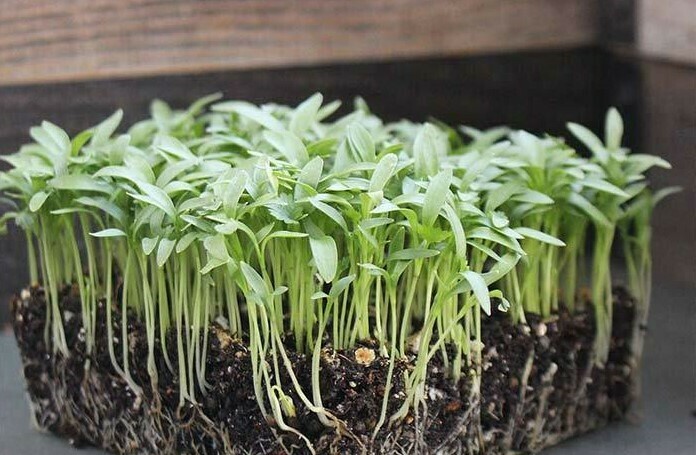 Cilantro