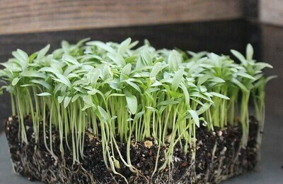 Cilantro