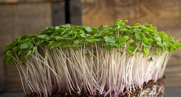 Kale - Red Russian