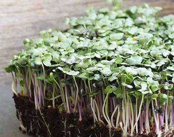 Spicy salad mix