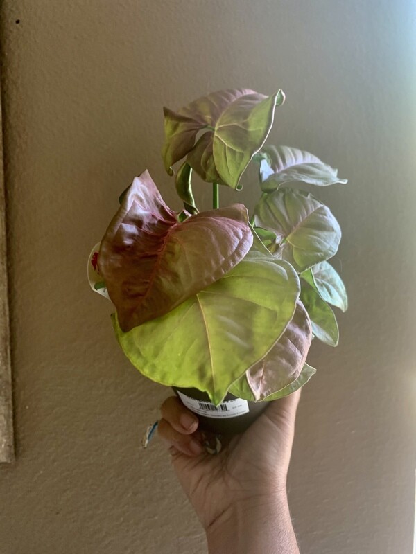Pink Allusion Podophyllum Sygnonium